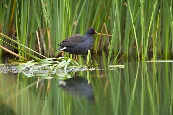 Dusky Moorhen - adult sits on shore vegetation looking out. The body of the moorhen reflects in the calm water's surface - Ellery Creek Big Hole, West MacDonnell National Park, Northern Territory, Australia
