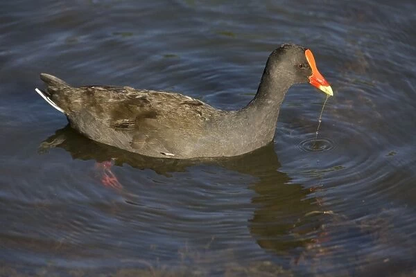 Dusky Moorhen At Karrinyup Waters lake, Perth. With a strand of aquatic vegetation. Common in wetlands in the southeast and southwest of Australia