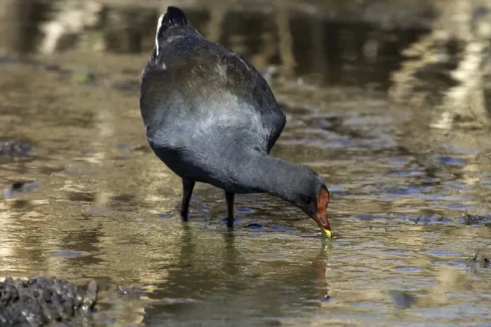 Framed Print : Dusky Moorhen Near Mt Isa sewage ponds, Queensland, Australia Framed Print : Dusky Moorhen Near Mt Isa sewage ponds, Queensland, Australia