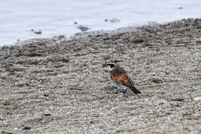Framed Print : Dusky Thrush - on ground with water in background - Hokkaido Island - Japan Framed Print : Dusky Thrush - on ground with water in background - Hokkaido Island - Japan