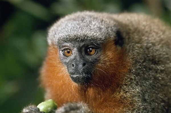 Dusky Titi Monkey Amazon Brazil
