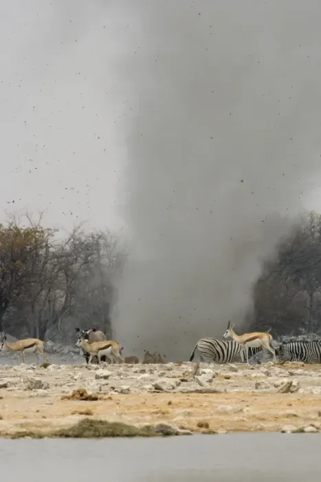 Framed Print : Dust Devil Throwing debris high in the air at Goas Waterhole Etosha National Park, Namibia, Africa Framed Print : Dust Devil Throwing debris high in the air at Goas Waterhole Etosha National Park, Namibia, Africa