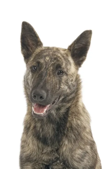 Framed Print : Dutch Shepherd Short Hair Dog Framed Print : Dutch Shepherd Short Hair Dog