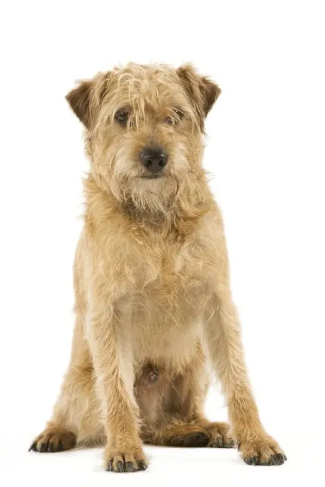 Framed Print : Dutch Smoushond Dog Framed Print : Dutch Smoushond Dog