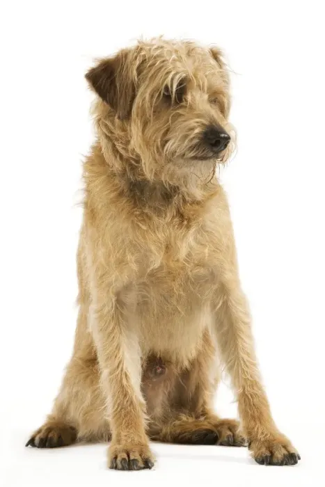 Framed Print : Dutch Smoushond Dog Framed Print : Dutch Smoushond Dog
