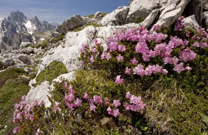 Framed Print : Dwarf Alpenrose - on the Tre Cime de Lavaredo, Dolomites, Italy Framed Print : Dwarf Alpenrose - on the Tre Cime de Lavaredo, Dolomites, Italy