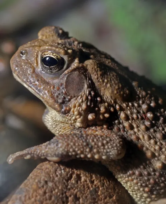 Framed Print : Dwarf American Toad - United States: Arizona, Illinois, Indiana, Kentucky, Missouri Framed Print : Dwarf American Toad - United States: Arizona, Illinois, Indiana, Kentucky, Missouri
