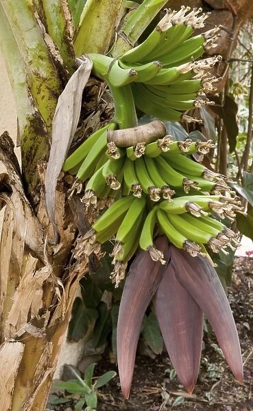 Dwarf Banana. Location - Hotel Quinta Splendida Botanical Gardens, Madeira, February. Here we see a development stage of the young banana, with the pinkish flowers below