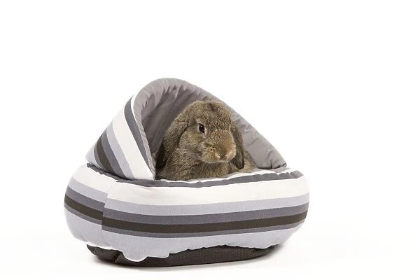 Dwarf Belier Rabbit - in bed