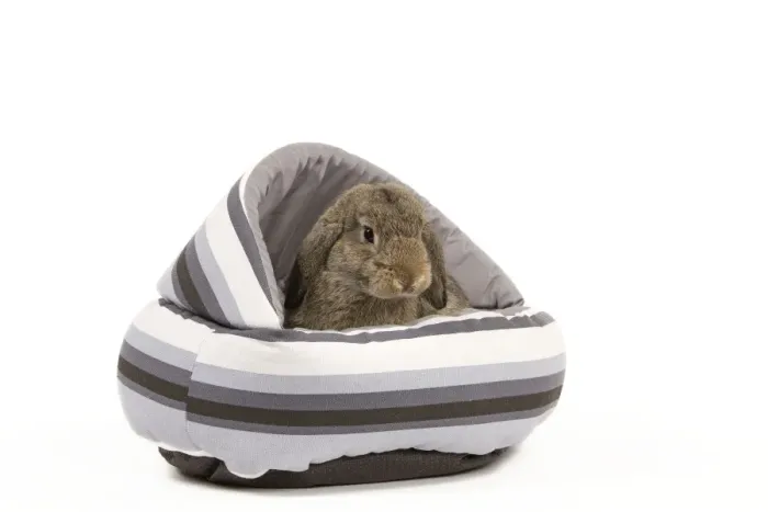 Framed Print : Dwarf Belier Rabbit - in bed Framed Print : Dwarf Belier Rabbit - in bed