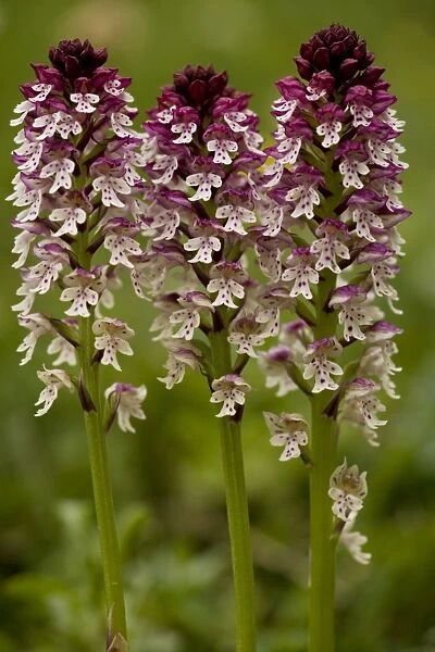 Dwarf or Burnt Orchid (Orchis ustulata), formerly known as Burnt-tip Orchid