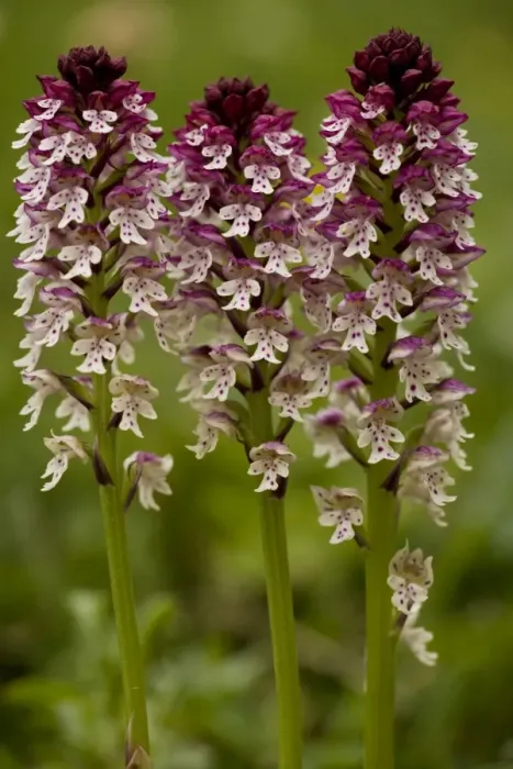 Framed Print : Dwarf or Burnt Orchid (Orchis ustulata), formerly known as Burnt-tip Orchid Framed Print : Dwarf or Burnt Orchid (Orchis ustulata), formerly known as Burnt-tip Orchid
