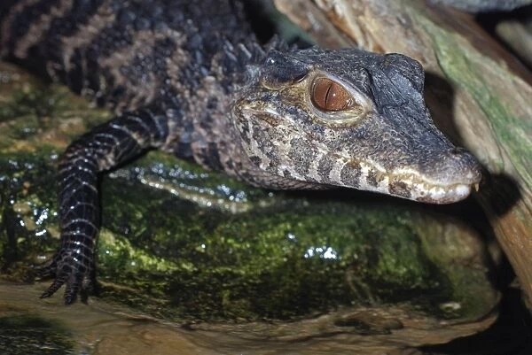 Dwarf Caiman - northern South America, from Bolivia to Brazil and Paraguay. Smallest species of crocodilian, up to 1. 5m long