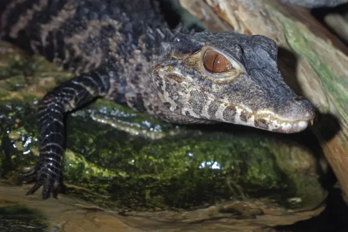 Framed Print : Dwarf Caiman - northern South America, from Bolivia to Brazil and Paraguay. Smallest species of crocodilian, up to 1. 5m long Framed Print : Dwarf Caiman - northern South America, from Bolivia to Brazil and Paraguay. Smallest species of crocodilian, up to 1. 5m long