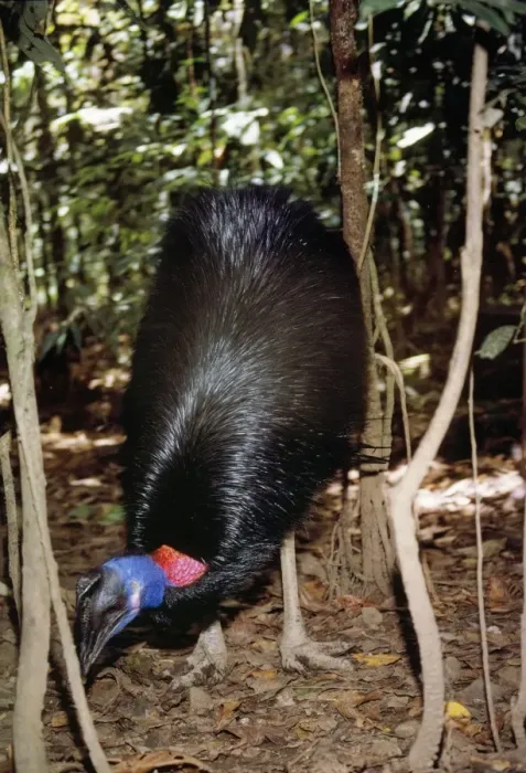 Framed Print : Dwarf Cassowary - searching forest floor Framed Print : Dwarf Cassowary - searching forest floor