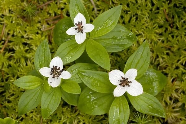 Dwarf cornel (Cornus suecica = Chamaepericlymenum suecicum) in flower. Uncommon in Scotland