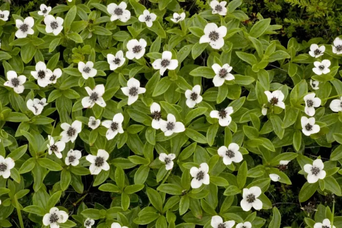 Framed Print : Dwarf cornel (Cornus suecica = Chamaepericlymenum suecicum) in flower. Rare in UK (Scotland) Framed Print : Dwarf cornel (Cornus suecica = Chamaepericlymenum suecicum) in flower. Rare in UK (Scotland)