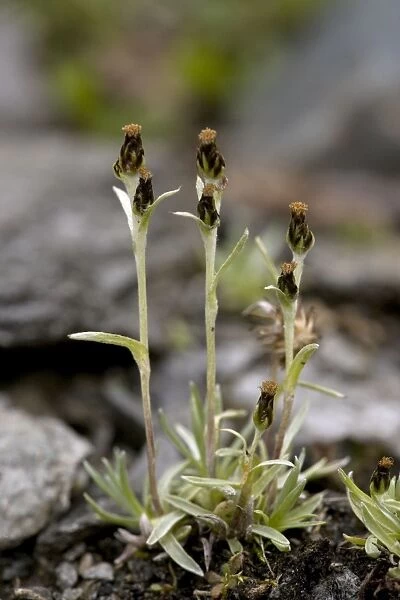 Dwarf cudweed (Gnaphalium supinum = Omalotheca supina) in flower. Uncommon in Scotland