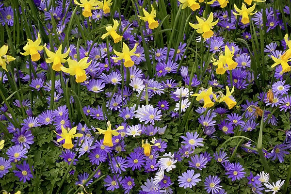 Dwarf daffodils and Anemone blanda in garden border, forming a beautiful mixture. Spring. Kew