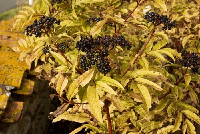 Framed Print : Dwarf Elder, or Danewort (Sambucus ebulus), in fruit Framed Print : Dwarf Elder, or Danewort (Sambucus ebulus), in fruit