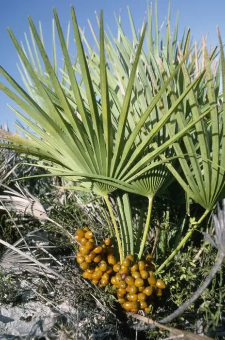 Framed Print : Dwarf Fan Palm - in fruit Framed Print : Dwarf Fan Palm - in fruit