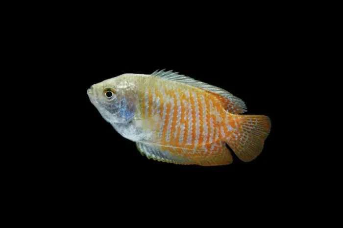 Framed Print : Dwarf Gourami – side view black background tropical freshwater Asia 002022 Framed Print : Dwarf Gourami – side view black background tropical freshwater Asia 002022