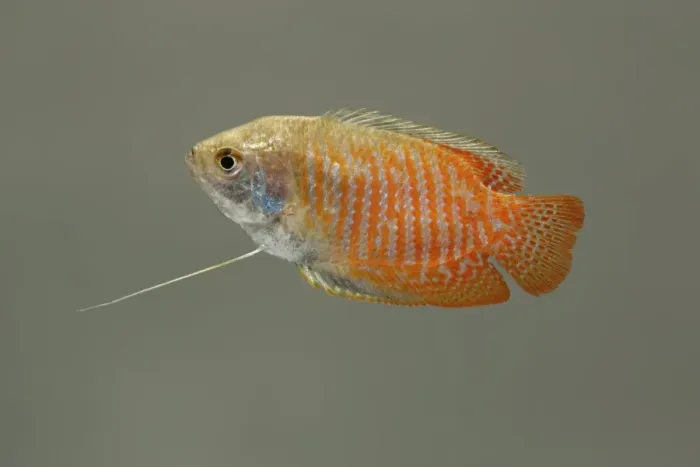 Framed Print : Dwarf gourami – side view grey background tropical freshwater Asia 002021 Framed Print : Dwarf gourami – side view grey background tropical freshwater Asia 002021