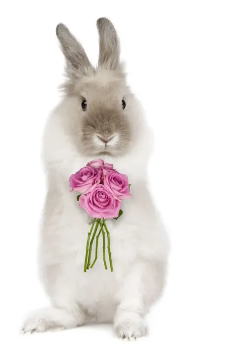 Framed Print : Dwarf Lion-head Rabbit - on hind legs holding flowers - Captionable Digital Manipulation: Flowers (Su) Framed Print : Dwarf Lion-head Rabbit - on hind legs holding flowers - Captionable Digital Manipulation: Flowers (Su)