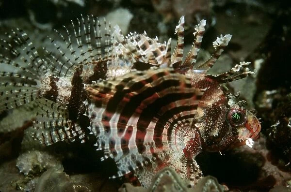 Dwarf Lionfish - unlike its larger relitives this tiny fish lives mainly on crustations. Papua New Guinea