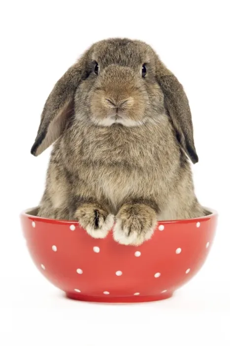 Framed Print : Dwarf Lop-Eared Rabbit Framed Print : Dwarf Lop-Eared Rabbit