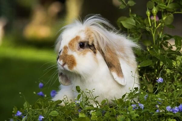 Dwarf lop rabbit - in garden