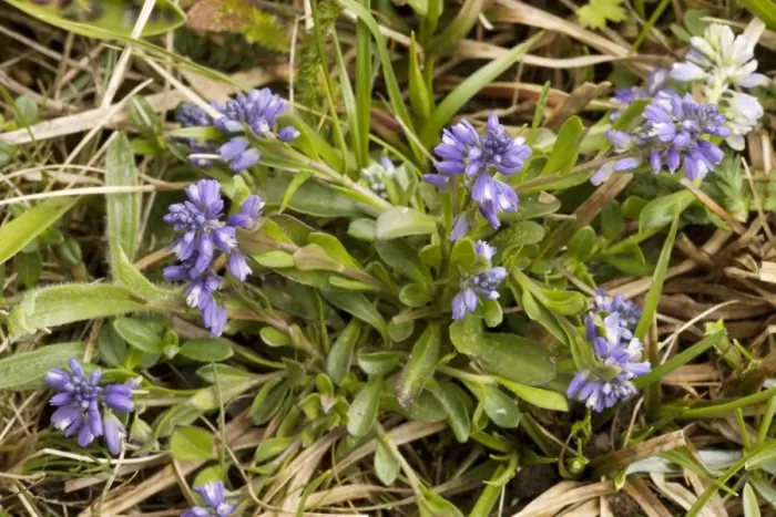 Framed Print : Dwarf milkwort (Polygala amarella) on limestone grassland. Rare in UK Framed Print : Dwarf milkwort (Polygala amarella) on limestone grassland. Rare in UK