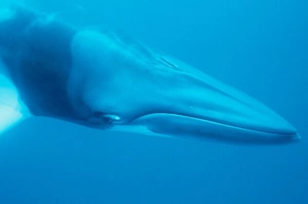The dwarf minke whale (Balaenoptera acutorostrata), is a winter visitor to the Great Barrier Reef. These inquisitive whales often interact with divers or snorkellers for many hours, a behaviour that is unusual among whales