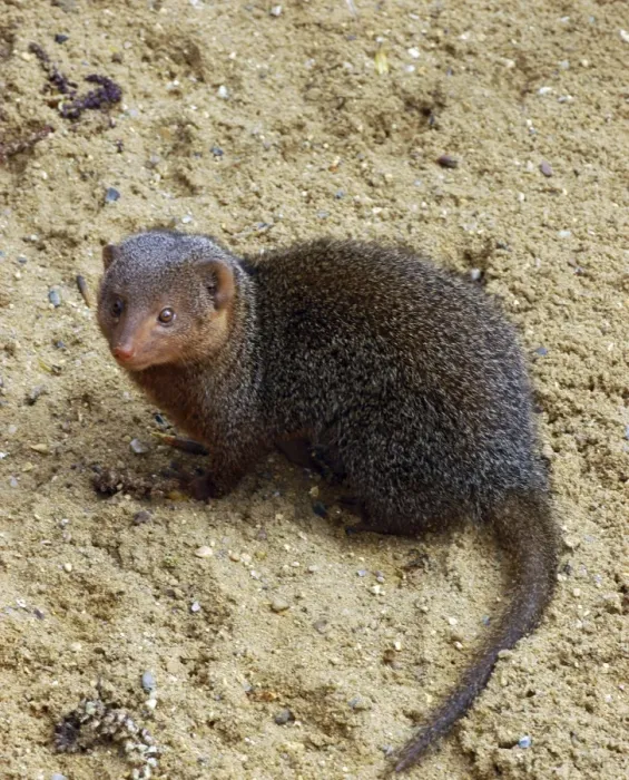 Framed Print : Dwarf Mongoose, E & C Africa Framed Print : Dwarf Mongoose, E & C Africa
