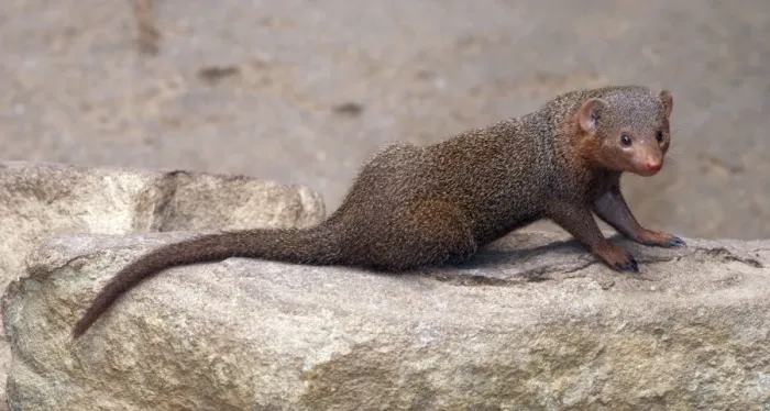 Framed Print : Dwarf Mongoose. E &s Africa Framed Print : Dwarf Mongoose. E &s Africa