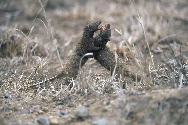 Dwarf Mongoose fight - Probably a resident male fighting with an immigrant male. Diurnal, living in troops. Feeds on insects and other invertebrates; also reptiles, birds and their eggs and rodents