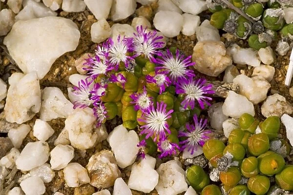 Dwarf Pebble Flower - quartz flats of the Namaqua desert - South Africa
