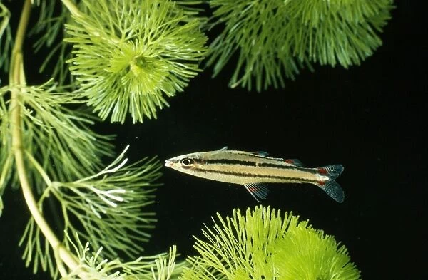 Dwarf Pencilfish Amazon Basin