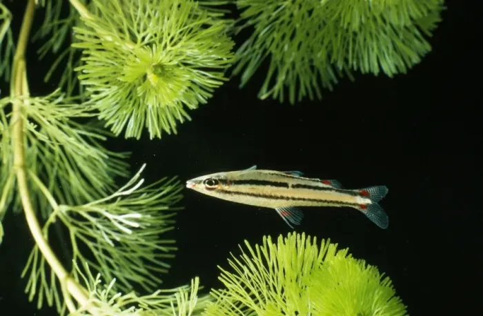 Framed Print : Dwarf Pencilfish Amazon Basin Framed Print : Dwarf Pencilfish Amazon Basin