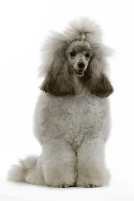 Framed Print : Dwarf Poodle - sitting Framed Print : Dwarf Poodle - sitting