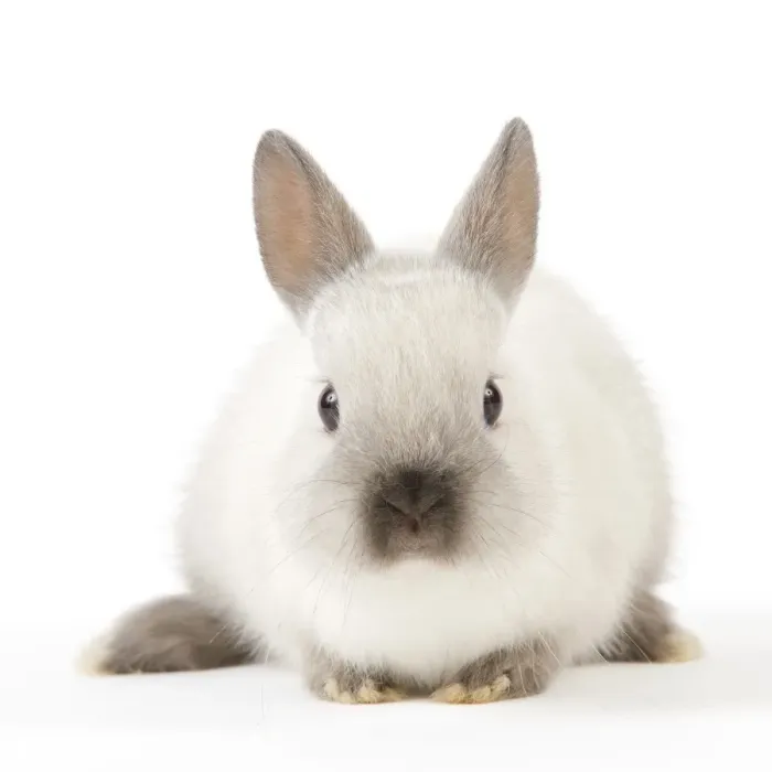 Framed Print : Dwarf Rabbit Framed Print : Dwarf Rabbit