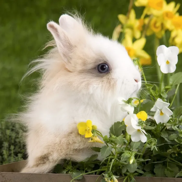 Framed Print : Dwarf Rabbit Framed Print : Dwarf Rabbit