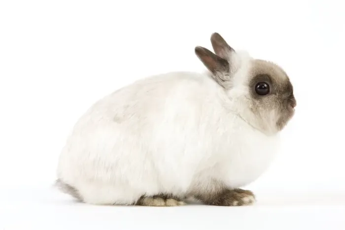 Framed Print : Dwarf Rabbit Framed Print : Dwarf Rabbit