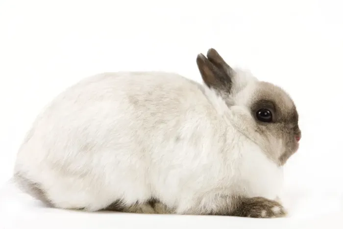 Framed Print : Dwarf Rabbit Framed Print : Dwarf Rabbit