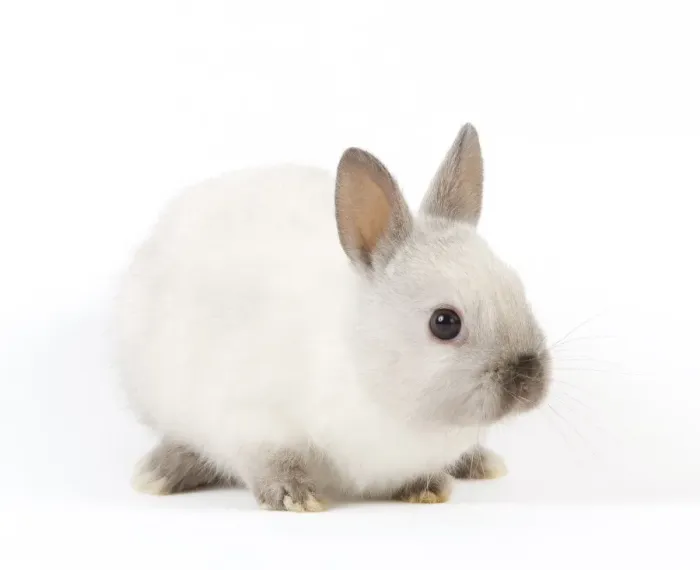 Framed Print : Dwarf Rabbit Framed Print : Dwarf Rabbit