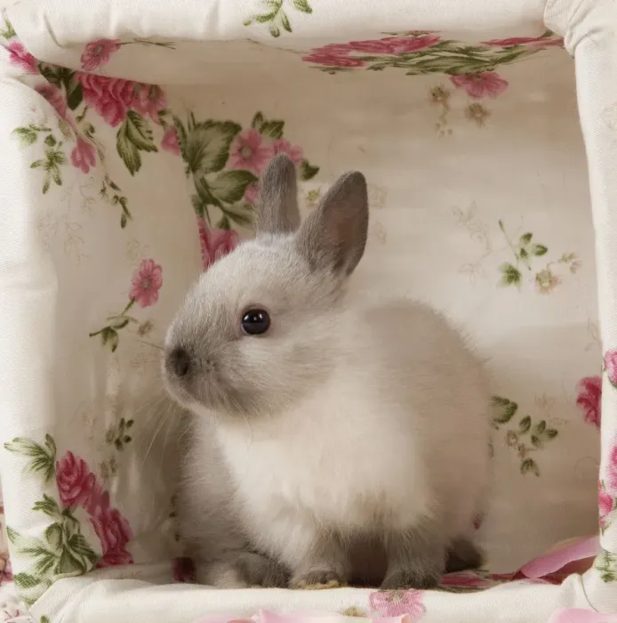 Framed Print : Dwarf Rabbit Framed Print : Dwarf Rabbit