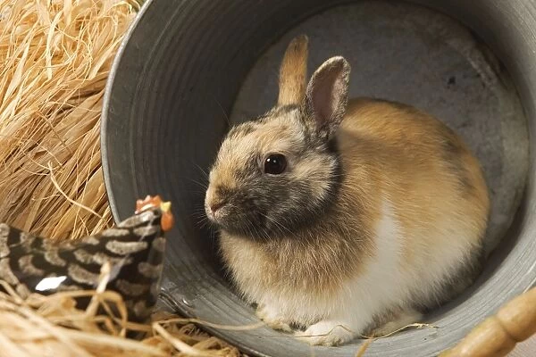Dwarf Rabbit - sheltering in metal bucket
