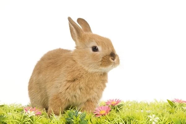 Dwarf Rabbit - in studio with flowers
