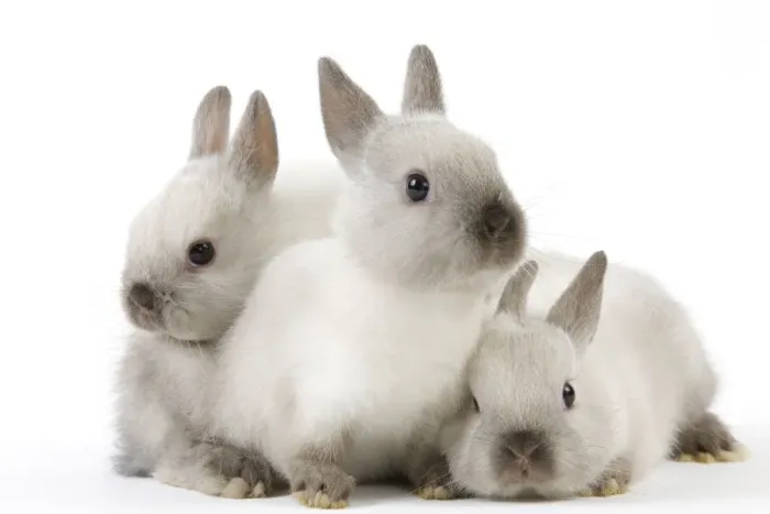 Framed Print : Dwarf Rabbit - with young Framed Print : Dwarf Rabbit - with young