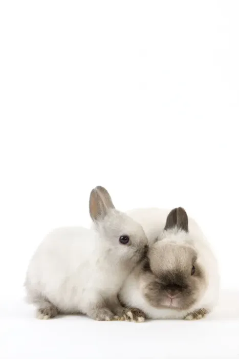 Framed Print : Dwarf Rabbit - with young Framed Print : Dwarf Rabbit - with young